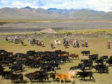 Ecuador-Highlands Riding Tours-Cotopaxi Cattle & Horse Round Up in Ecuador